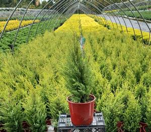 Juniperus communis 'Gold Cone' Juniper from Moose Crossing Garden Center
