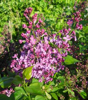 Syringa x. hyacinthiflora 'Purple Glory' Lilac from Moose Crossing Garden Center