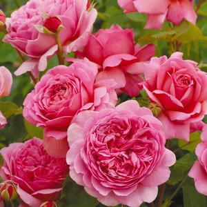 Rosa 'Princess Alexandra of Kent' English Rose-David Austin from Moose Crossing Garden Center