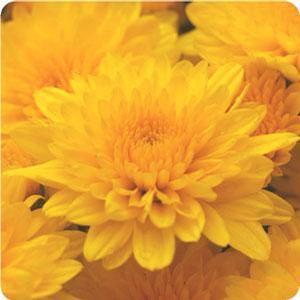 Chrysanthemum Garden Mum 'Yellow Tang' Garden Mum from Moose Crossing Garden Center