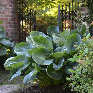 Hosta hybrid 'Abiqua Drinking Gourd' Hosta from Moose Crossing Garden Center