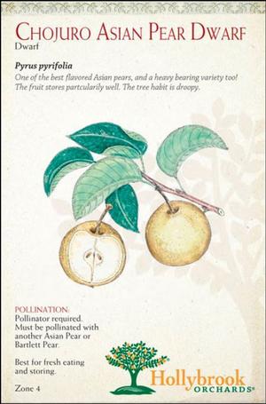 Pyrus pyrifolia 'Chojuro' Asian Pear from Moose Crossing Garden Center