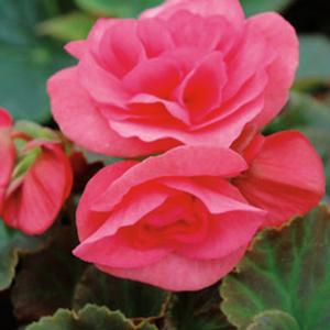 Begonia hybrid 'Solenia Light Pink' Eliator Begonia from Moose Crossing Garden Center