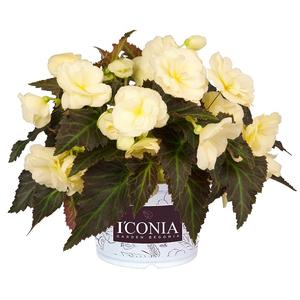 Begonia hybrid 'I'Conia Tweetie Pie' Begonia from Moose Crossing Garden Center