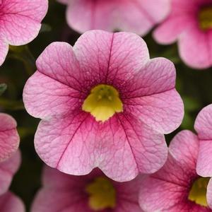 Calibrachoa Cabaret 'Strawberry Parfait' Calibrachoa from Moose Crossing Garden Center