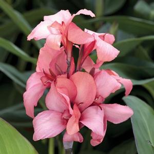 Canna Cannova 'Mango' Canna Lily from Moose Crossing Garden Center