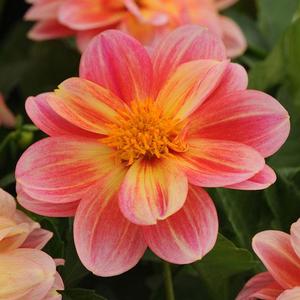 Dahlia hybrid 'Dalaya Pink Lemon' Dahlia from Moose Crossing Garden Center
