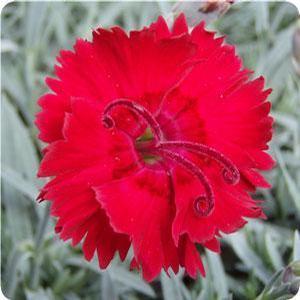 Dianthus gratianopolitanus 'Red Beauty' Garden pinks from Moose Crossing Garden Center