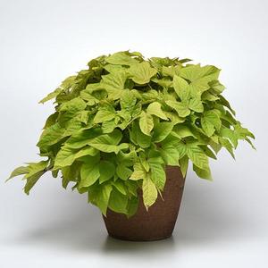 Ipomoea batatas 'Solar Power Lime Heart' Sweet Potato Vine from Moose Crossing Garden Center