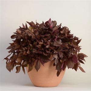 Ipomoea batatas 'Solar Power Red' Sweet Potato Vine from Moose Crossing Garden Center