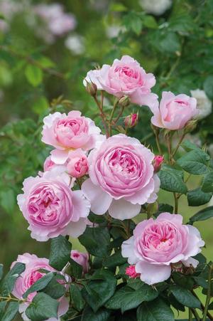 Rosa 'The Ancient Marriner' English Rose-David Austin from Moose Crossing Garden Center