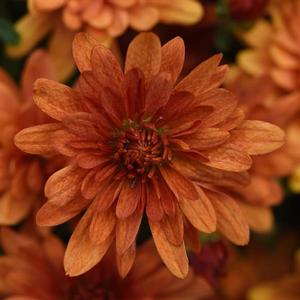 Chrysanthemum 'Kickin Spicy Orange' Garden Mum from Moose Crossing Garden Center