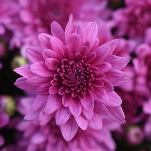 Chrysanthemum 'Tribeca Pink Dark' Garden Mum from Moose Crossing Garden Center