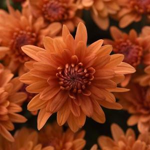 Chrysanthemum 'Tribeca Amber Orange' Garden Mum from Moose Crossing Garden Center