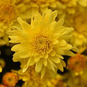 Chrysanthemum 'Tribeca Yellow' Garden Mum from Moose Crossing Garden Center