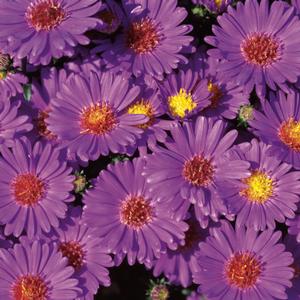 Aster novi-belgii 'Believer' Fall Aster from Moose Crossing Garden Center