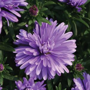 Aster novi-belgii 'Henry I Blue' Fall Aster from Moose Crossing Garden Center