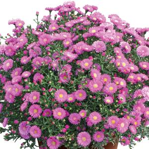 Aster novi-belgii 'Magic Pink' Fall Aster from Moose Crossing Garden Center
