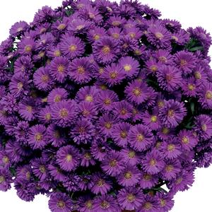 Aster novi-belgii 'Magic Purple' Fall Aster from Moose Crossing Garden Center