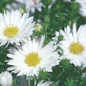 Aster novi-belgii 'Puff White' Fall Aster from Moose Crossing Garden Center