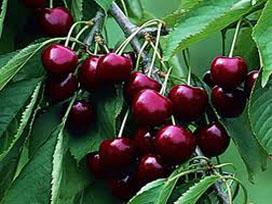 Prunus avium 'Stella' Semi-dwarf Sweet Cherry from Moose Crossing Garden Center