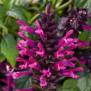 Salvia guaranitica 'Plum Crazy' Salvia from Moose Crossing Garden Center