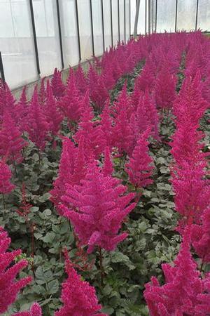 Astilbe chinensis 'Visions Volcano' False Spirea from Moose Crossing Garden Center