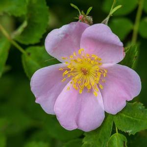 Rosa palustris Swamp Rose from Moose Crossing Garden Center