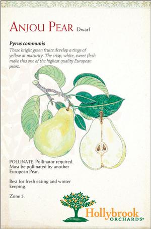 Pyrus communis 'Anjou' European Pear from Moose Crossing Garden Center