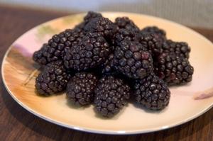 Rubus 'Bristol' Black Raspberry from Moose Crossing Garden Center