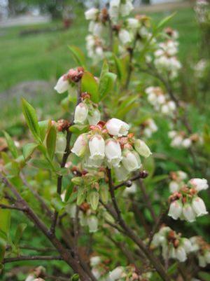 Vaccinium angustifolium 'Brunswick' Lowbush Blueberry from Moose Crossing Garden Center