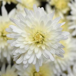 Chrysanthemum 'Tribeca White' Garden Mum from Moose Crossing Garden Center