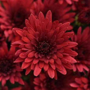 Chrysanthemum 'Cosmic Fireball Red' Garden Mum from Moose Crossing Garden Center