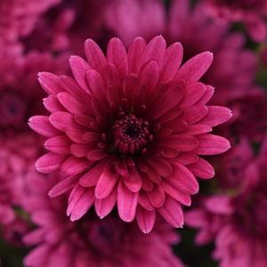 Chrysanthemum 'Cosmic Galaxy Purple' Garden Mum from Moose Crossing Garden Center