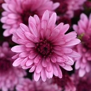 Chrysanthemum 'Cosmic Lunar Pink' Garden Mum from Moose Crossing Garden Center