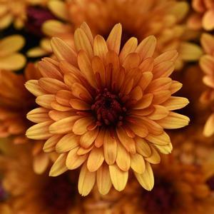 Chrysanthemum 'Cosmic Meteor Bronze' Garden Mum from Moose Crossing Garden Center