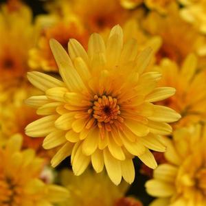 Chrysanthemum 'Cosmic Solar Yellow' Garden Mum from Moose Crossing Garden Center
