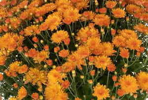Chrysanthemum 'Pamela Orange' Garden Mum from Moose Crossing Garden Center