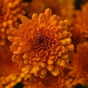 Chrysanthemum 'Spicy Pumpkin Orange' Garden Mum from Moose Crossing Garden Center