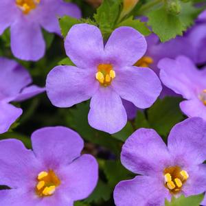 Sutera cordata 'Megacopa Blue' Bacopa from Moose Crossing Garden Center
