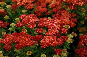 Achillea millefolium 'Strawberry Seduction' Yarrow from Moose Crossing Garden Center