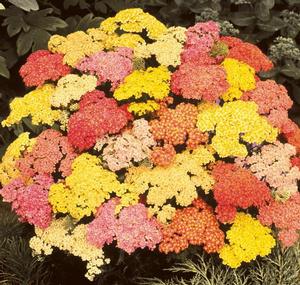 Achillea millefolium 'Summer Pastels' Yarrow from Moose Crossing Garden Center