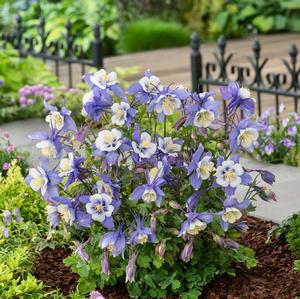 Aquilegia caerulea 'Earlybird Blue White' Columbine from Moose Crossing Garden Center