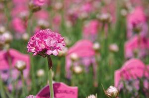 Armeria maritima 'Splendens' Sea Thrift from Moose Crossing Garden Center