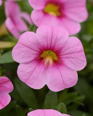 Calibrachoa 'Pink' Million Bells from Moose Crossing Garden Center