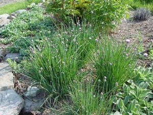 Allium schoenoprasum Chives from Moose Crossing Garden Center
