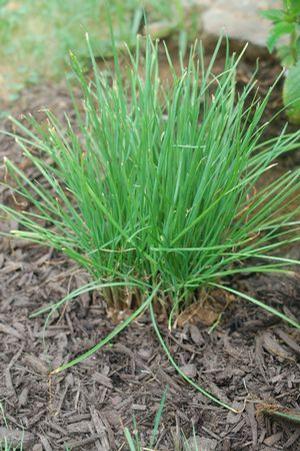 Allium tuberosum Chives-Garlic from Moose Crossing Garden Center