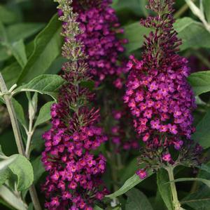 Buddleia 'Chrysalis Cranberry' Butterfly Bush from Moose Crossing Garden Center