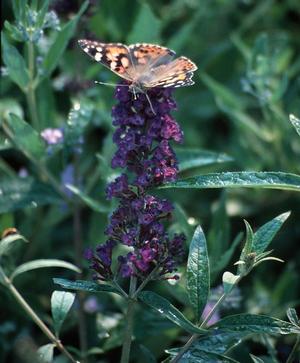 Buddleia 'Black Knight' Butterfly Bush from Moose Crossing Garden Center