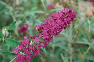 Buddleia 'Royal Red' Butterfly Bush from Moose Crossing Garden Center